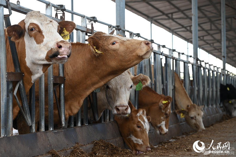 ÿ�^ţ���������ˣ��@�������ġ������C��������W(w��ng)ӛ�� �����d�z