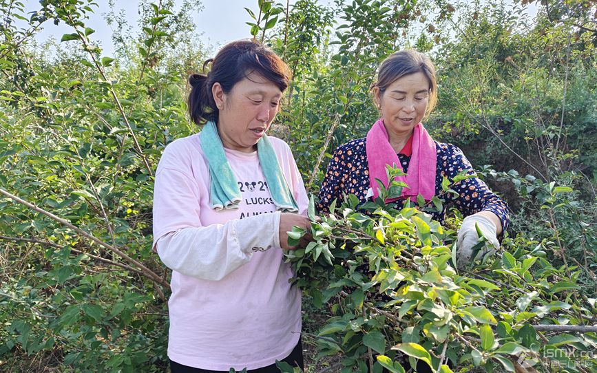 村民采摘連翹 張玉靜 攝